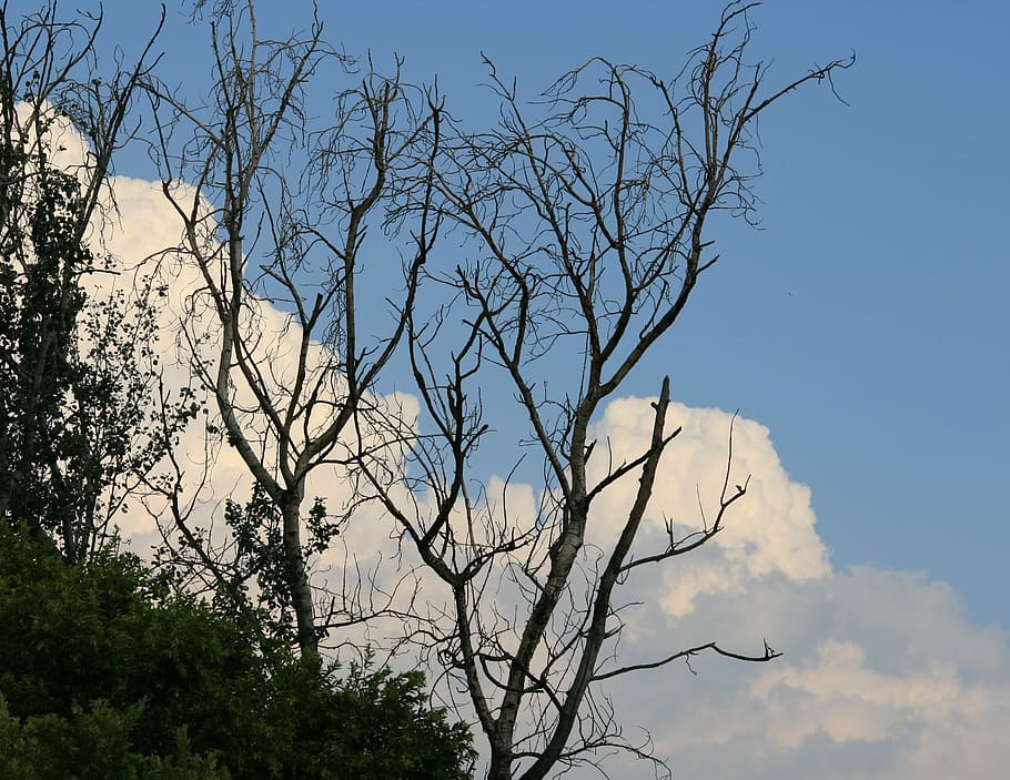 Tree, Bare, Dead, Stark, Sky, Blue, clouds, white, bare tree HD wallpaper