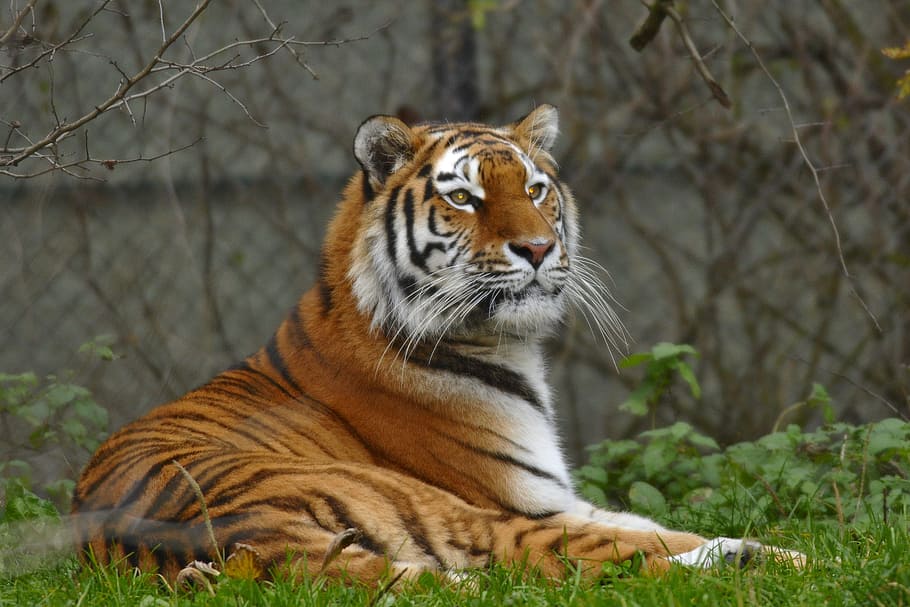 zoo, hellabrunn, munich, animal themes, one animal, animal wildlife HD wallpaper