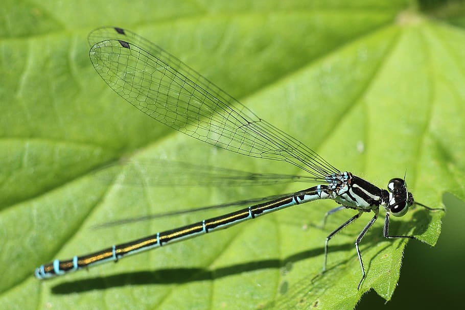 Dragonfly, Insect, Spring, Early Summer, sun, leaf, close, wing HD wallpaper