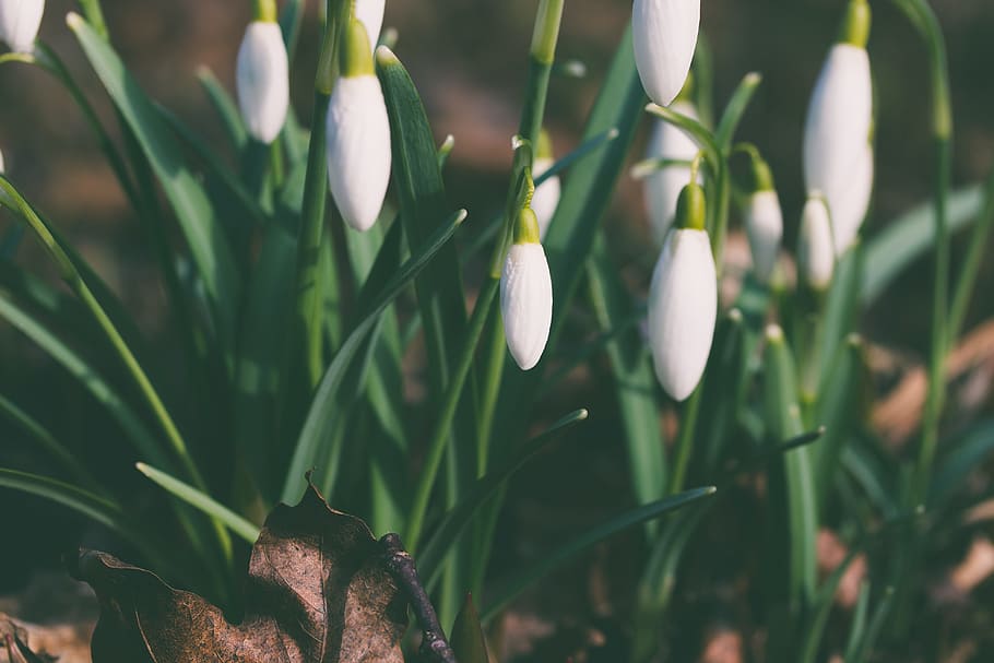 white flower buds, white snowdrop flowers, closed, up, photo HD wallpaper