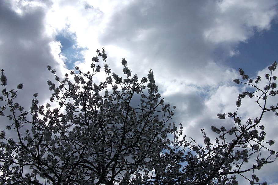 spring, sky, blue, nature, clouds, tree, blossom, bloom, branches HD wallpaper