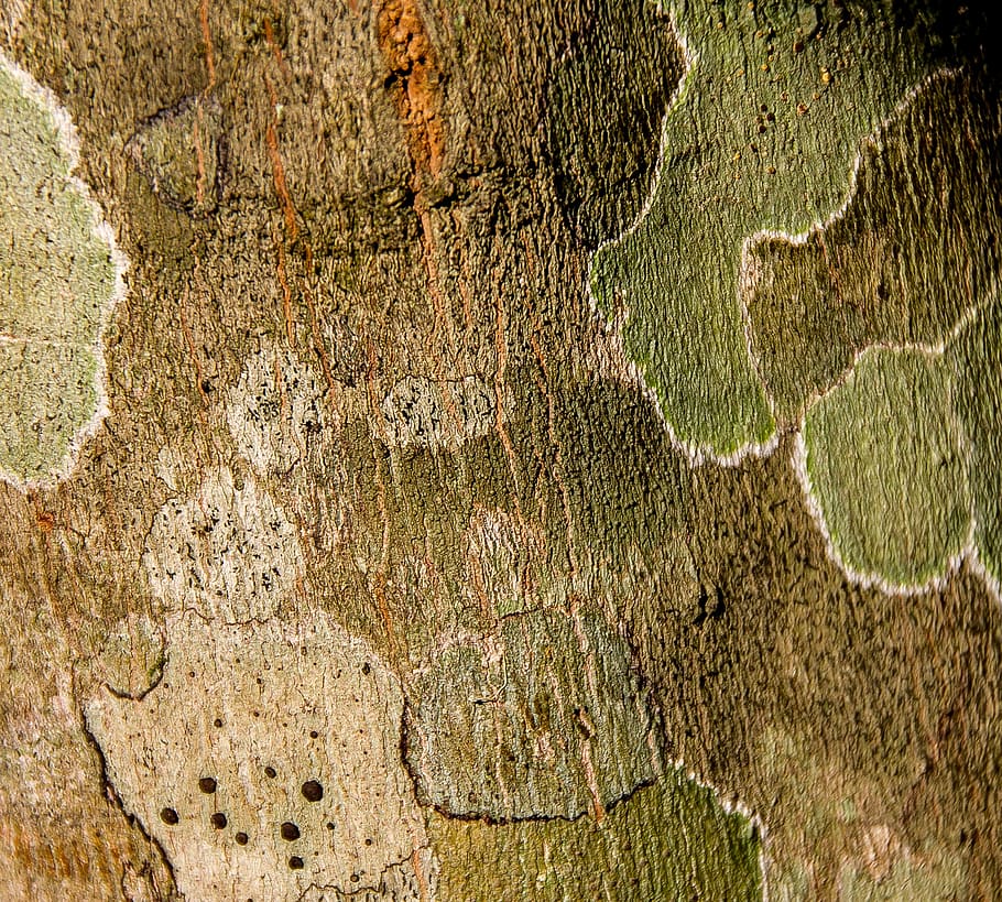 lichen, pattern, tree, trunk, green, brown, nature, textured HD wallpaper