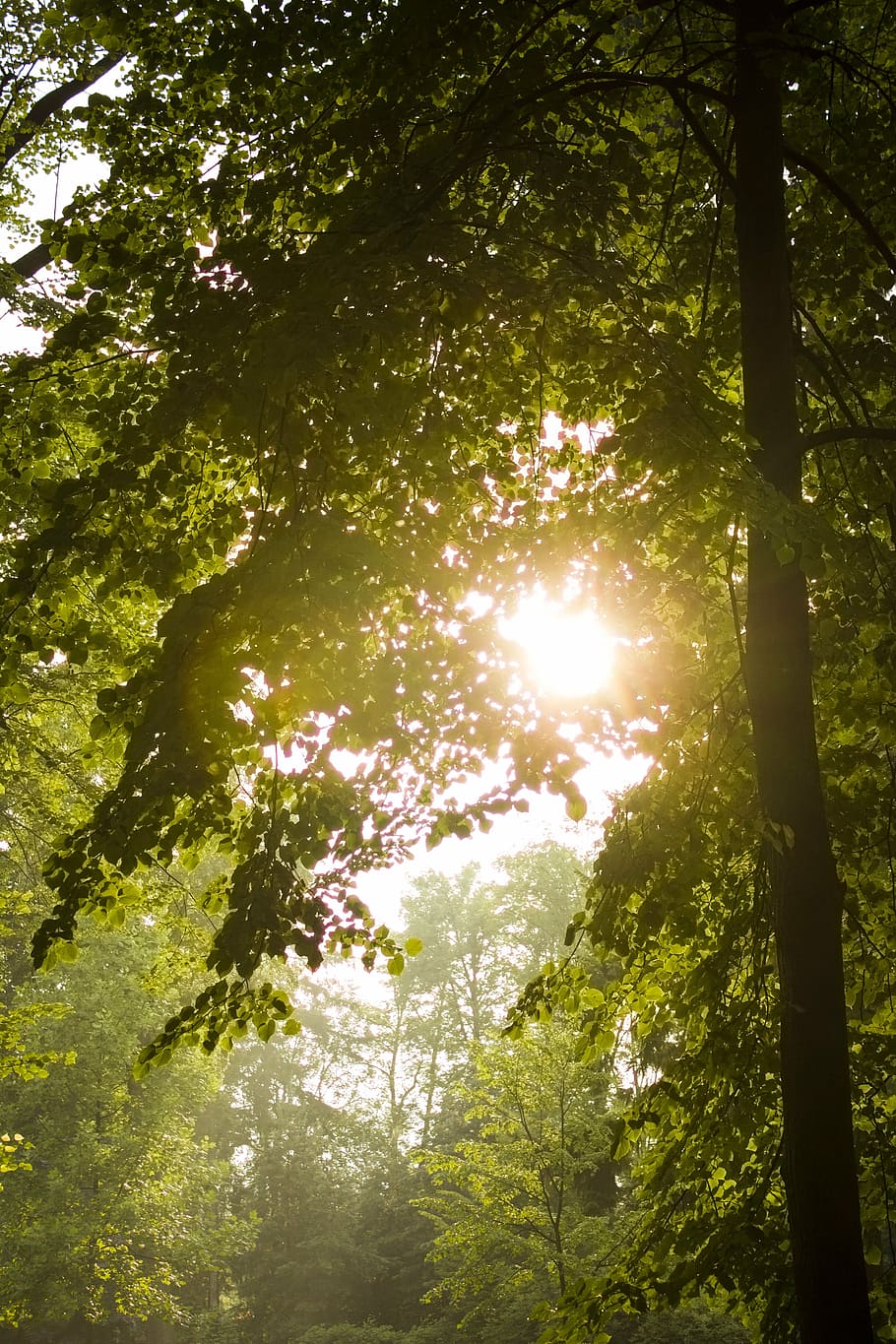 sun, tree, light, deciduous, lime, plant, growth, forest, sunlight HD wallpaper