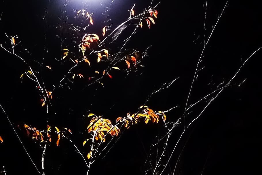 branch, darkness, night, spider web, black background, no people HD wallpaper