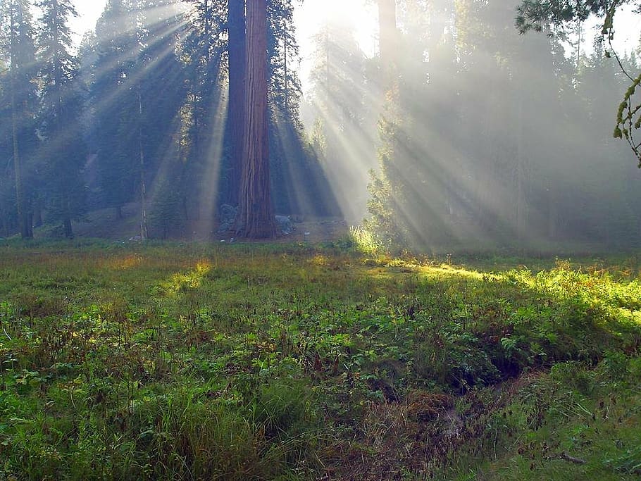 sequoia trees, california, usa, red, tribe, backlighting, sun, HD wallpaper