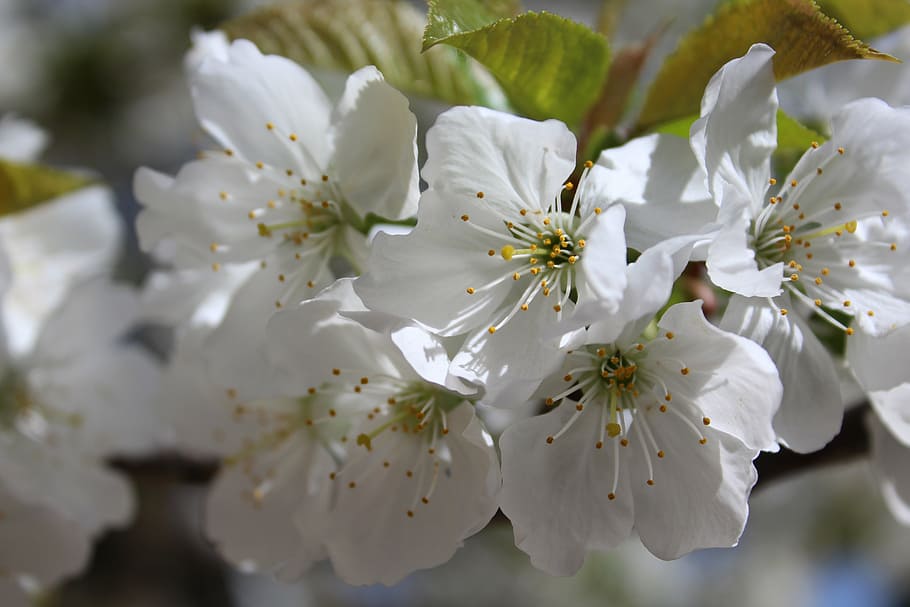 flower, spring, cherry, white, flowering branch, fruit tree HD wallpaper