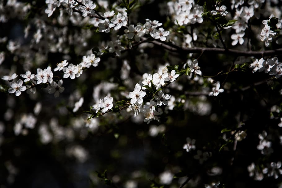 photography of white flowering tree, white cherry blossom tree HD wallpaper