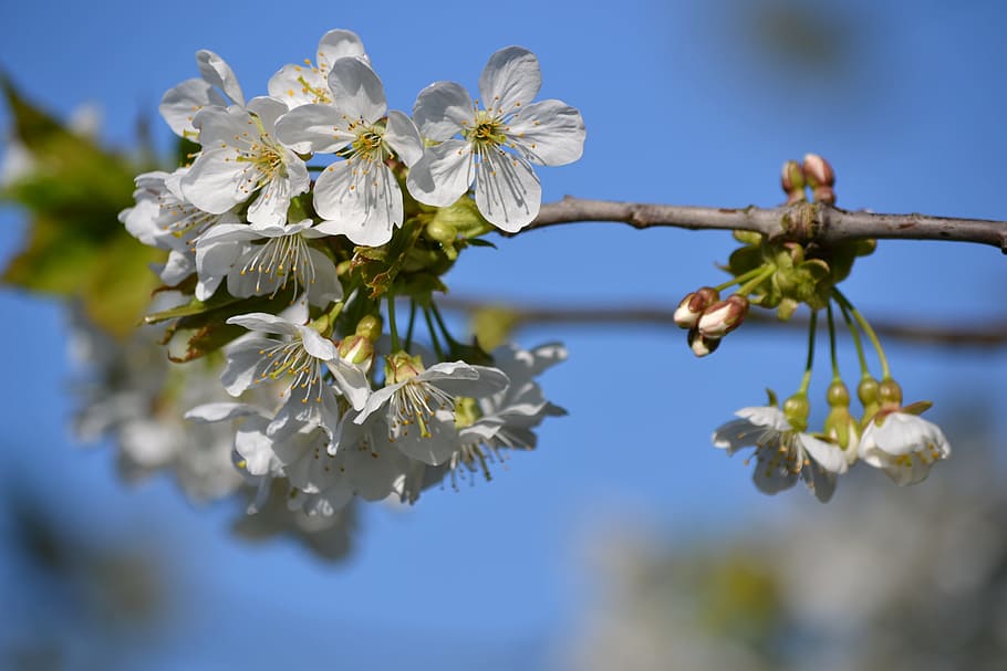 cherry blossom, tree, spring, white, bloom, flowering trees HD wallpaper