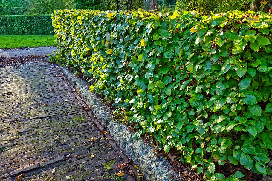 hedge, clipped, trimmed hedge, design, garden, park, symmetry, HD wallpaper