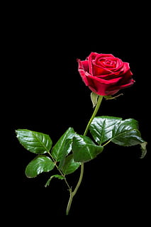 red rose, flower, blossom, bloom, rose bloom, summer, nature HD wallpaper