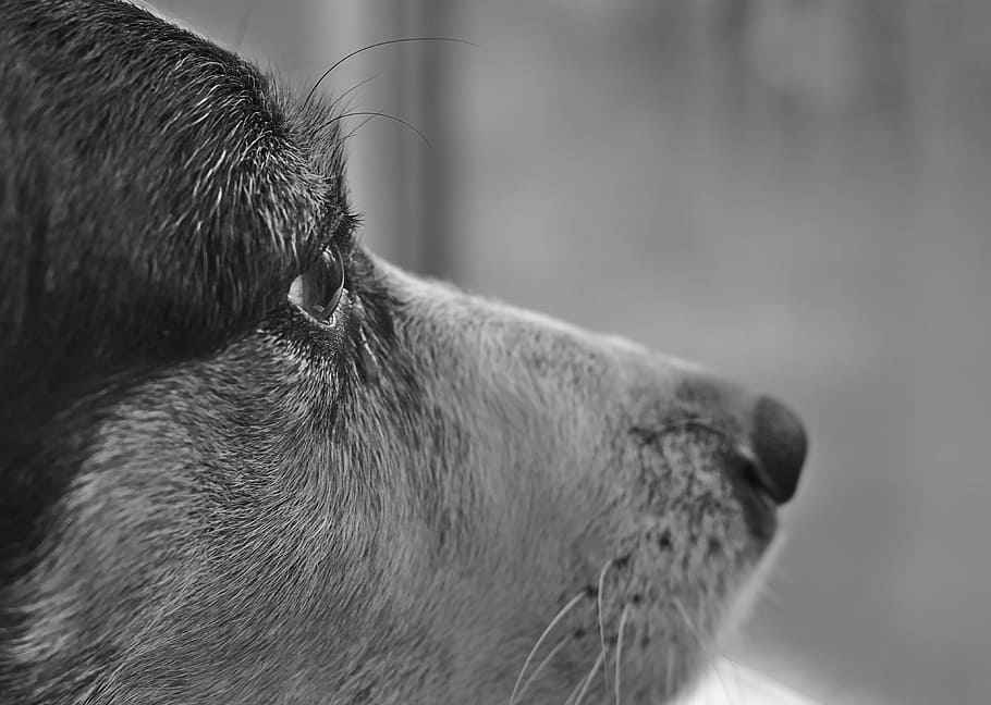 Dog, Eye, Black, Black, White, Pet, Animal, portrait, doggy HD wallpaper