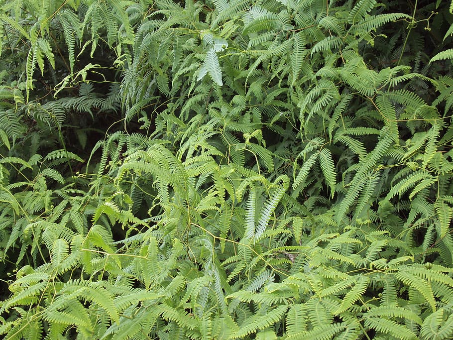 fern, green, nature, growth, green color, full frame, plant HD wallpaper