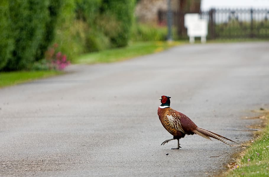 bird, pheasant, beautiful, nature, funny, road, crossing, walking HD wallpaper