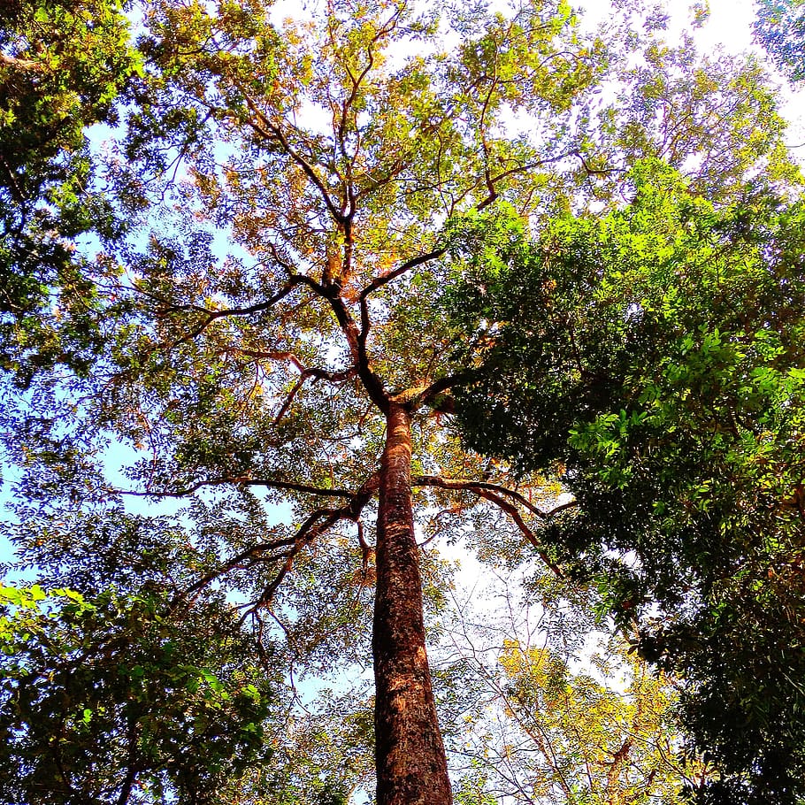 tree, nature, forest, green, plant, growth, low angle view HD wallpaper