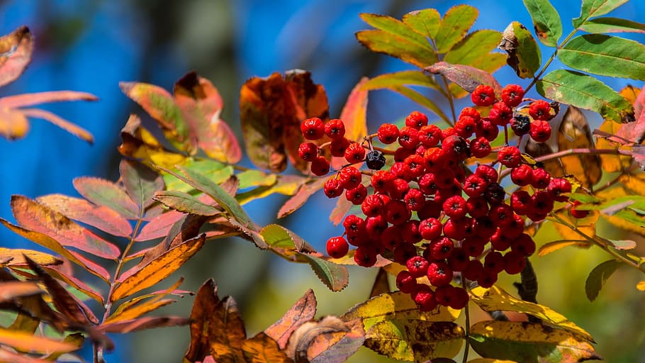 Nature, Decline, Autumn, Leaf, Berry, red berries, forest, flower HD wallpaper