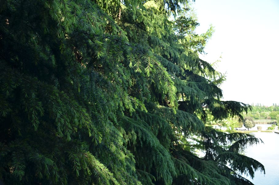 tree, nature, leaf, flora, summer, branch, outdoors, wood, evergreen HD wallpaper
