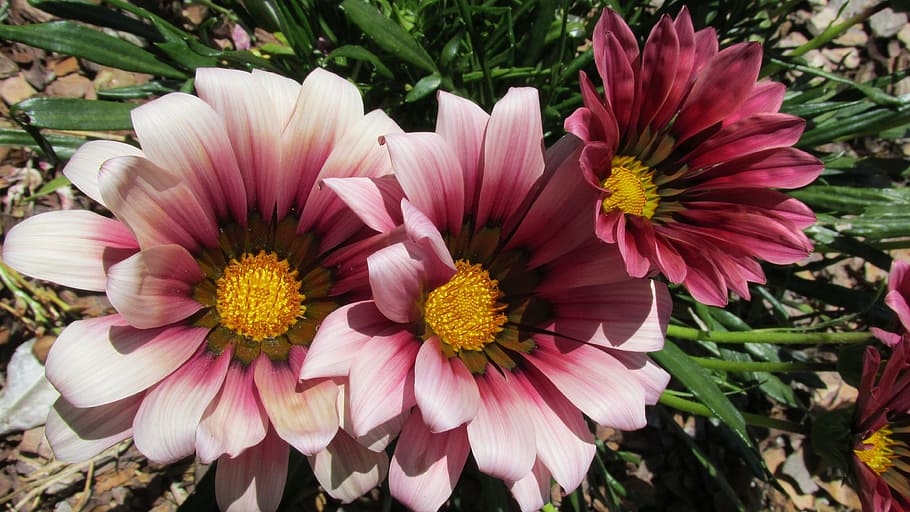 red, sun, daisies, flower, flowering plant, fragility, vulnerability HD wallpaper
