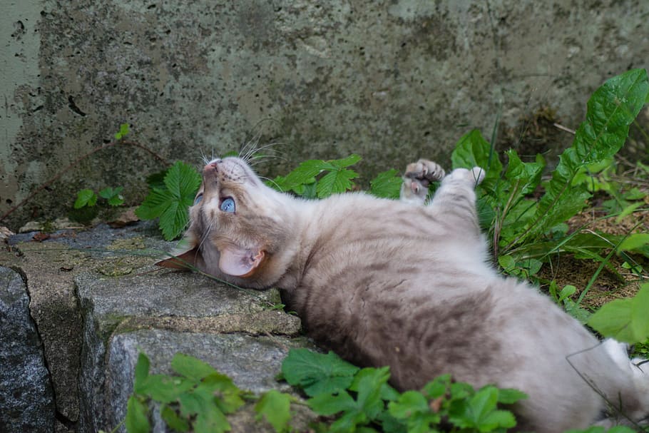 cat, bengal, pet, wildcat, big cat asylum, play, playful, lying HD wallpaper