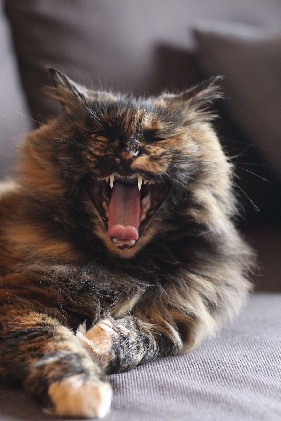 cat, fangs, yawn, kitty, wild, teeth, pet, domestic, whisker HD wallpaper