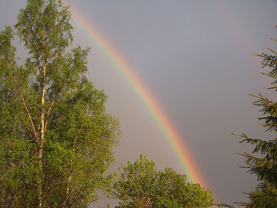 rainbow, summer, weather, tree, plant, beauty in nature, scenics - nature HD wallpaper