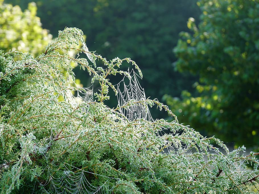 cobweb, juniper, morning, drops, nature, spider's, saaremaa island HD wallpaper