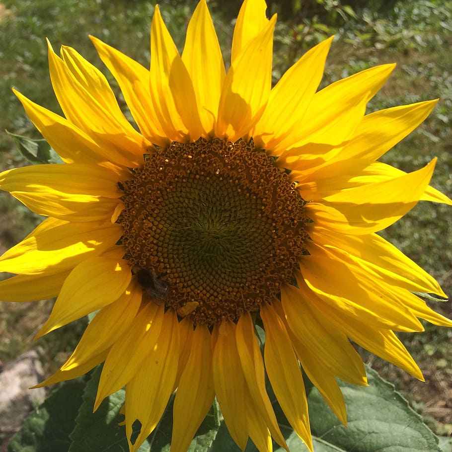 sunflower, orange, nature, yellow, agriculture, summer, plant HD wallpaper