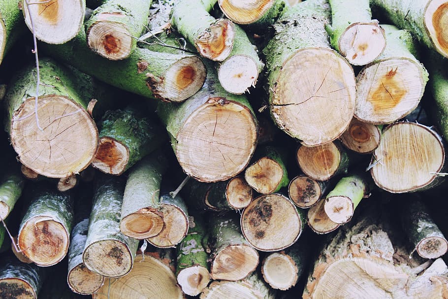 Tree Trunks, Strains, Wood, Bark, Nature, like, structure, grain HD wallpaper