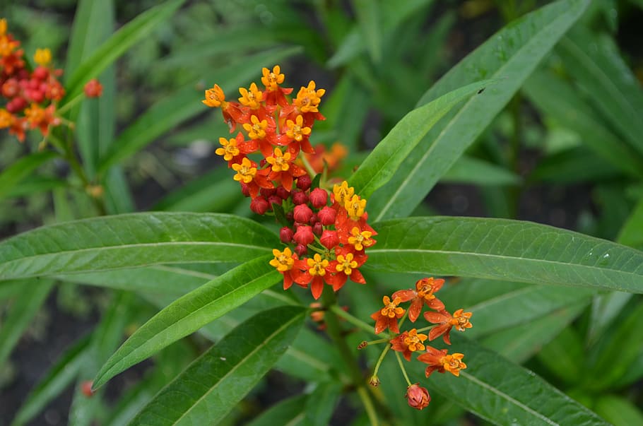 flower, orange, blooming, plant part, leaf, beauty in nature HD wallpaper