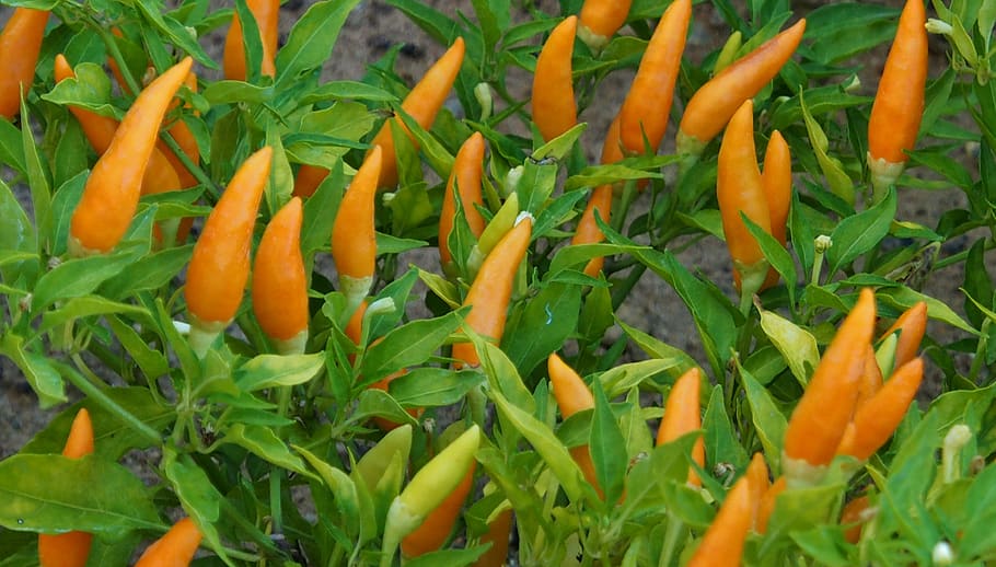 chilli, orange, sharp, chili peppers, green color, freshness HD wallpaper