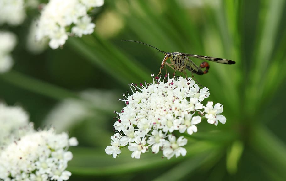 fly scorpion, nature, insect, flower, flowering plant, animal themes HD wallpaper