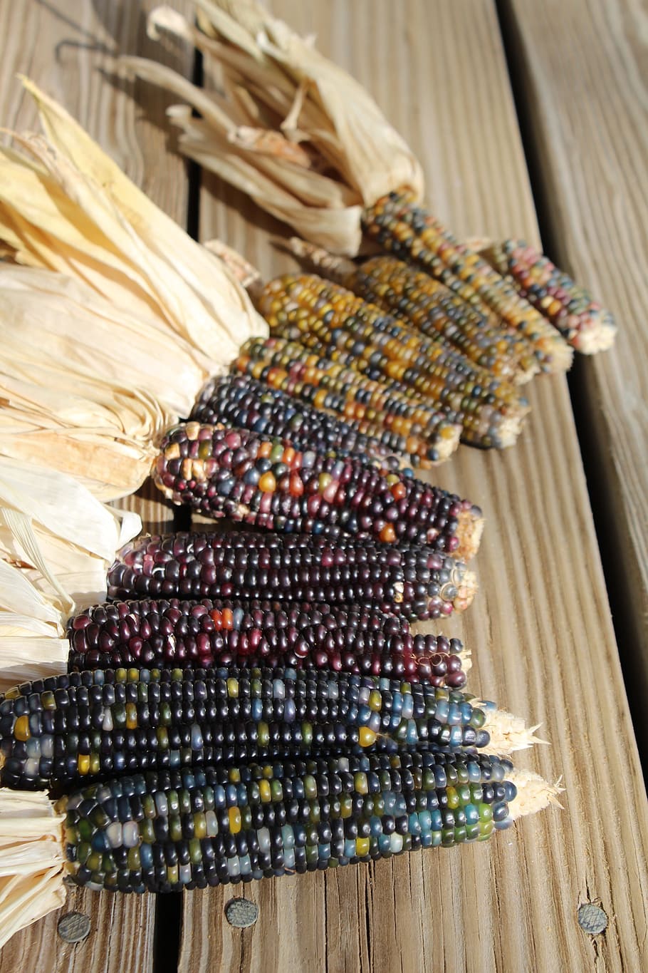 corn, harvest, colors, nature, agriculture, agricultural, cob HD wallpaper