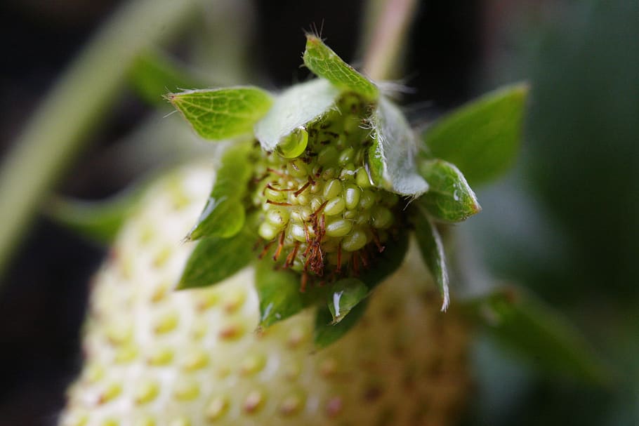 Spring fruit. Цветущая клубника с глазами.