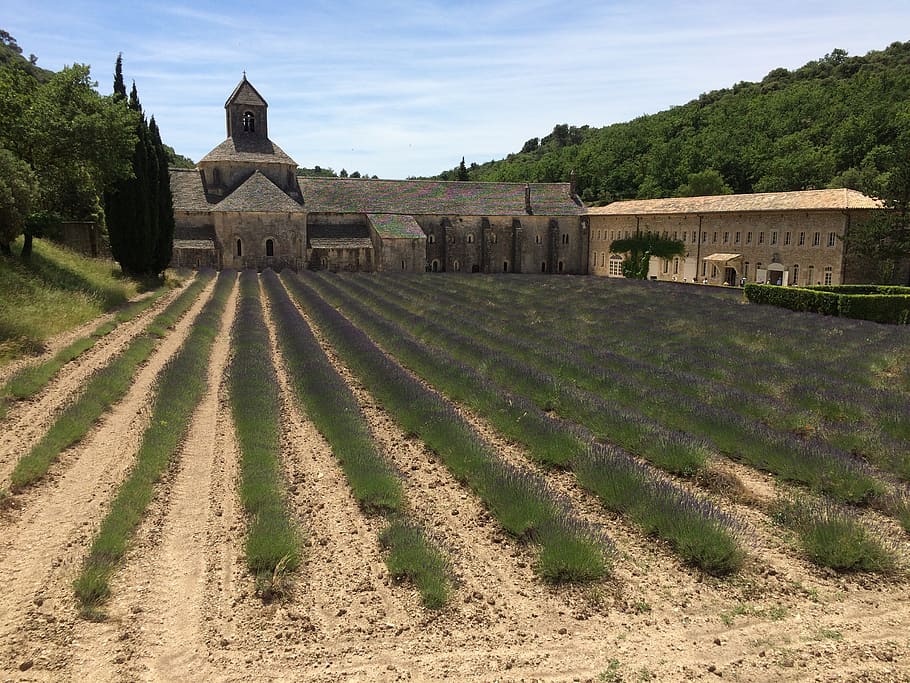 chapel, field, lavender, architecture, built structure, nature HD wallpaper