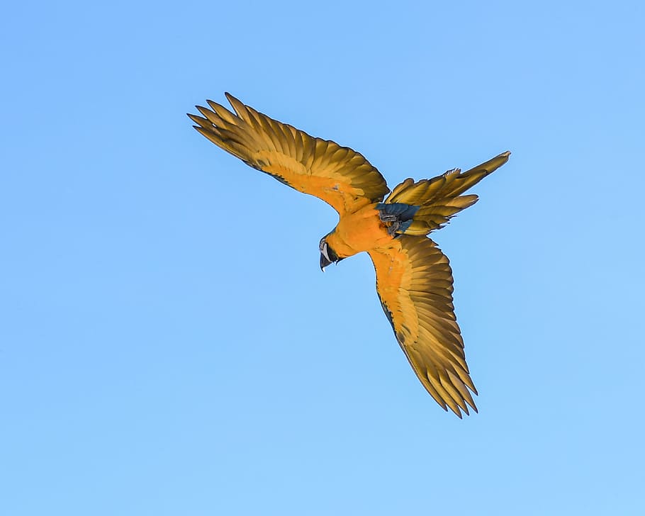 parrot, blue macaw, fly, bird, wing, sky, flying, animal, animal themes HD wallpaper