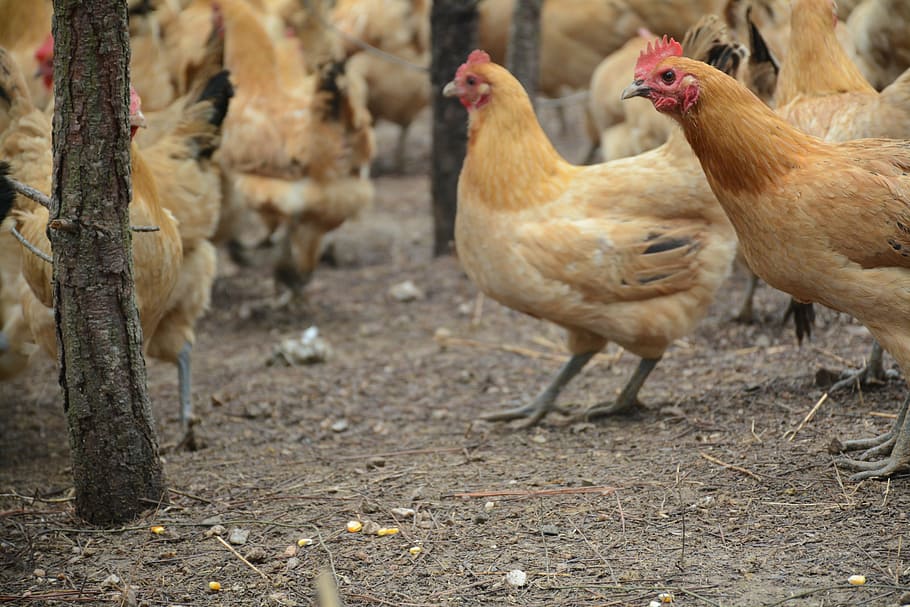 chicken, forest stocking, livestock, chicken - bird, animal themes HD wallpaper
