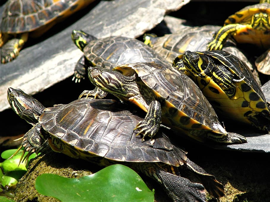 turtle, shell, reptiles, slow, shield, hard, atocha, madrid HD wallpaper
