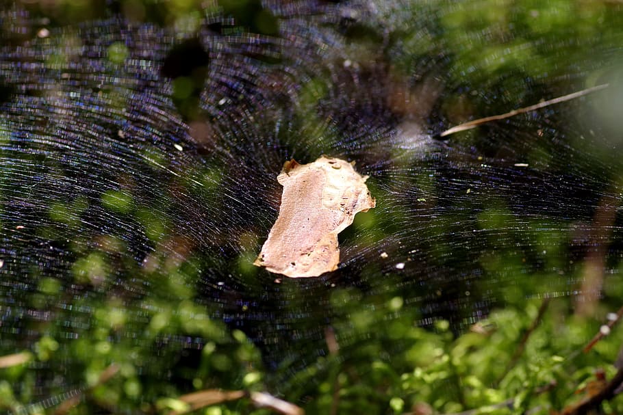 cobweb, the grid, snap, large, trampoline, designs, the background HD wallpaper