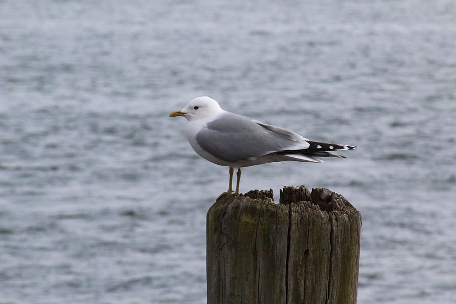 bird, waters, sea, animal wildlife, animal themes, animals in the wild HD wallpaper