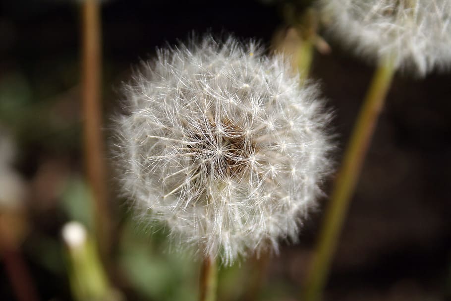 spring, dandelion, spring flower, garden, nature, close-up HD wallpaper