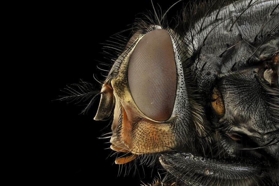 macro photography of common housefly, eye, blue bottle fly, blowfly