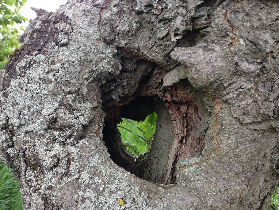 tree, bark, heart, green, textured, hole, day, tree trunk, plant HD wallpaper
