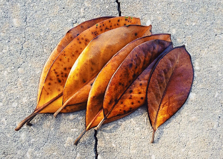 Leaf, Leaves, Fall, Magnolia, autumn, no people, close-up, day HD wallpaper
