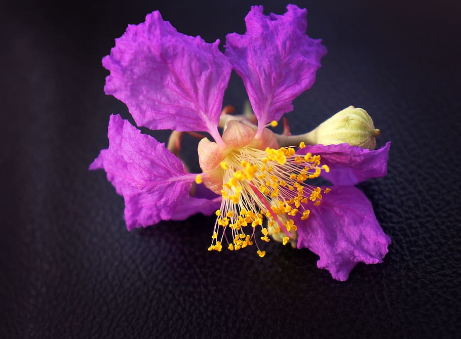 hoa bằng lăng, purple flowers, flowers landscape, natural, HD wallpaper