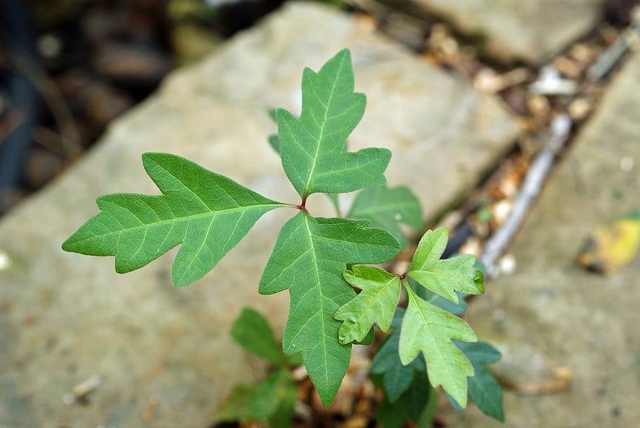 poison ivy, leaves of three, blisters, danger, vine, poisonous, HD wallpaper