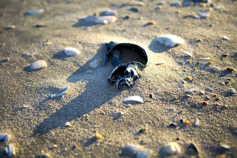 the atlantic ocean, shell, sea, sand, wave, beach, summer, sun HD wallpaper