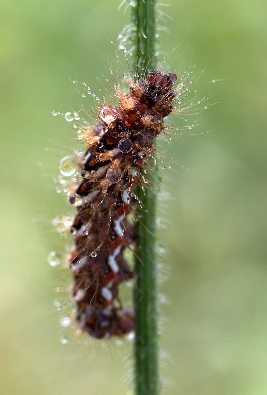 caterpillar, the larva, wet, drops, brown, plant, animal, animal themes HD wallpaper