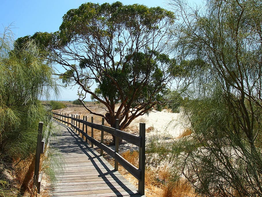 setúbal, troia, trees, bridge, sand, plant, the way forward HD wallpaper