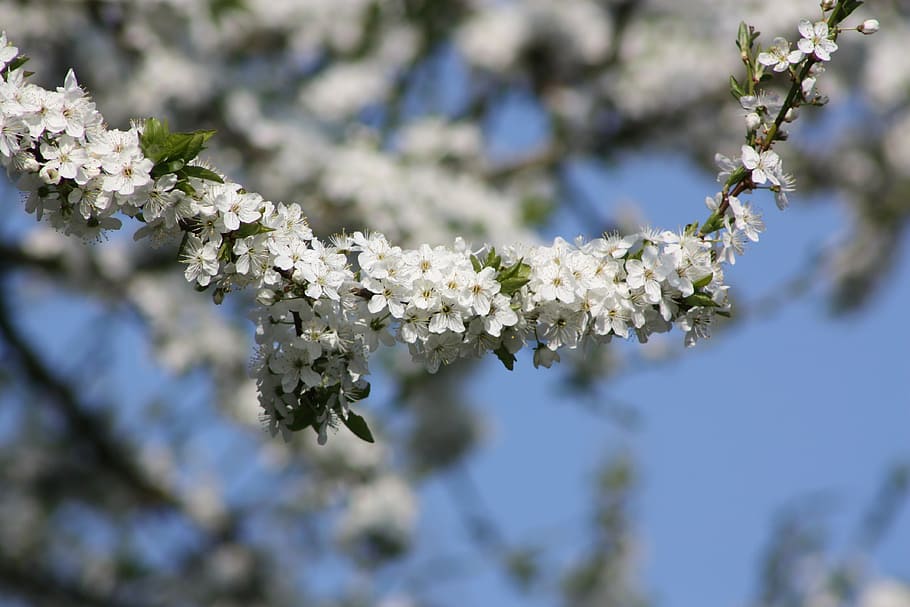 spring, denmark, flowers, apple, branch, blue, white, sky, broken clouds HD wallpaper