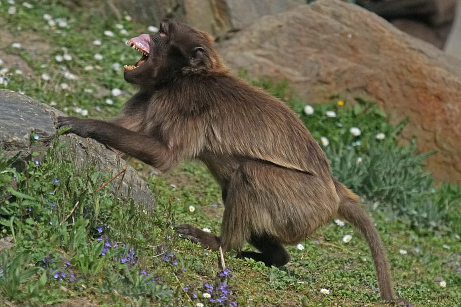 dschelada, threatening, primate, monkey, creature, mammal, wildlife photography HD wallpaper