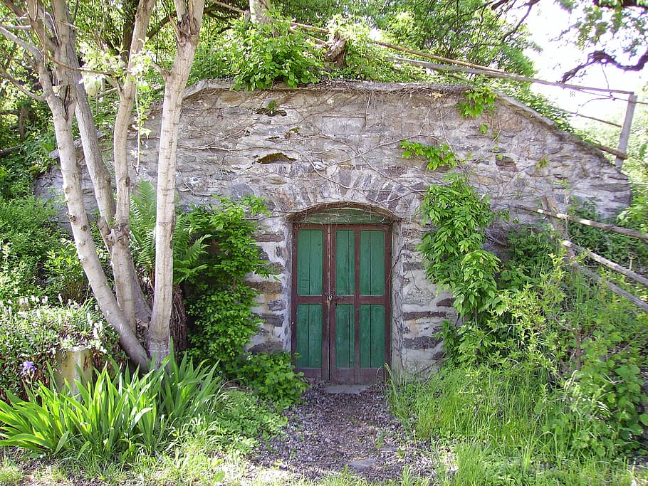keller, old, green, plant, growth, built structure, tree, architecture HD wallpaper
